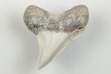 1.4" Cretaceous Ginsu Shark (Cretoxyrhina) Tooth - Kansas - #203317-1